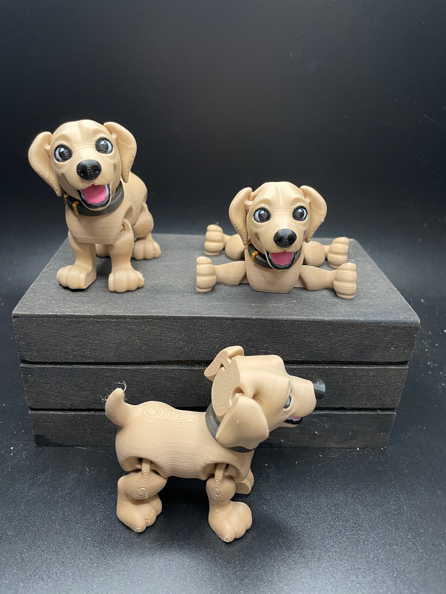 Labrador : Small