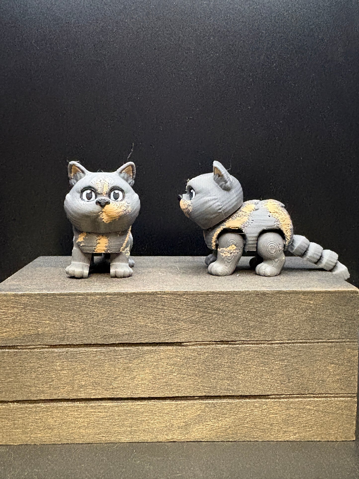 British Shorthair Cat