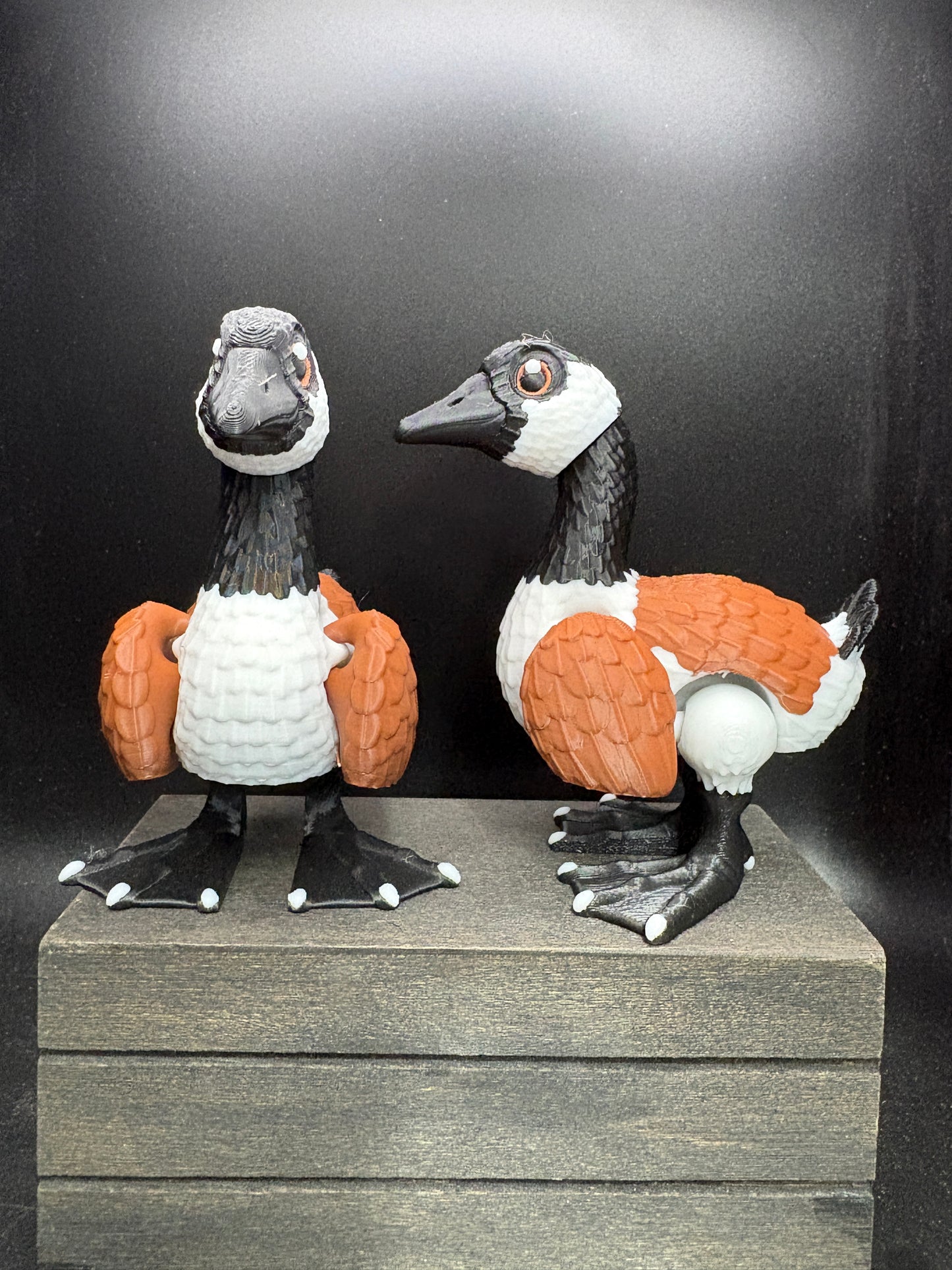 Canadian Goose