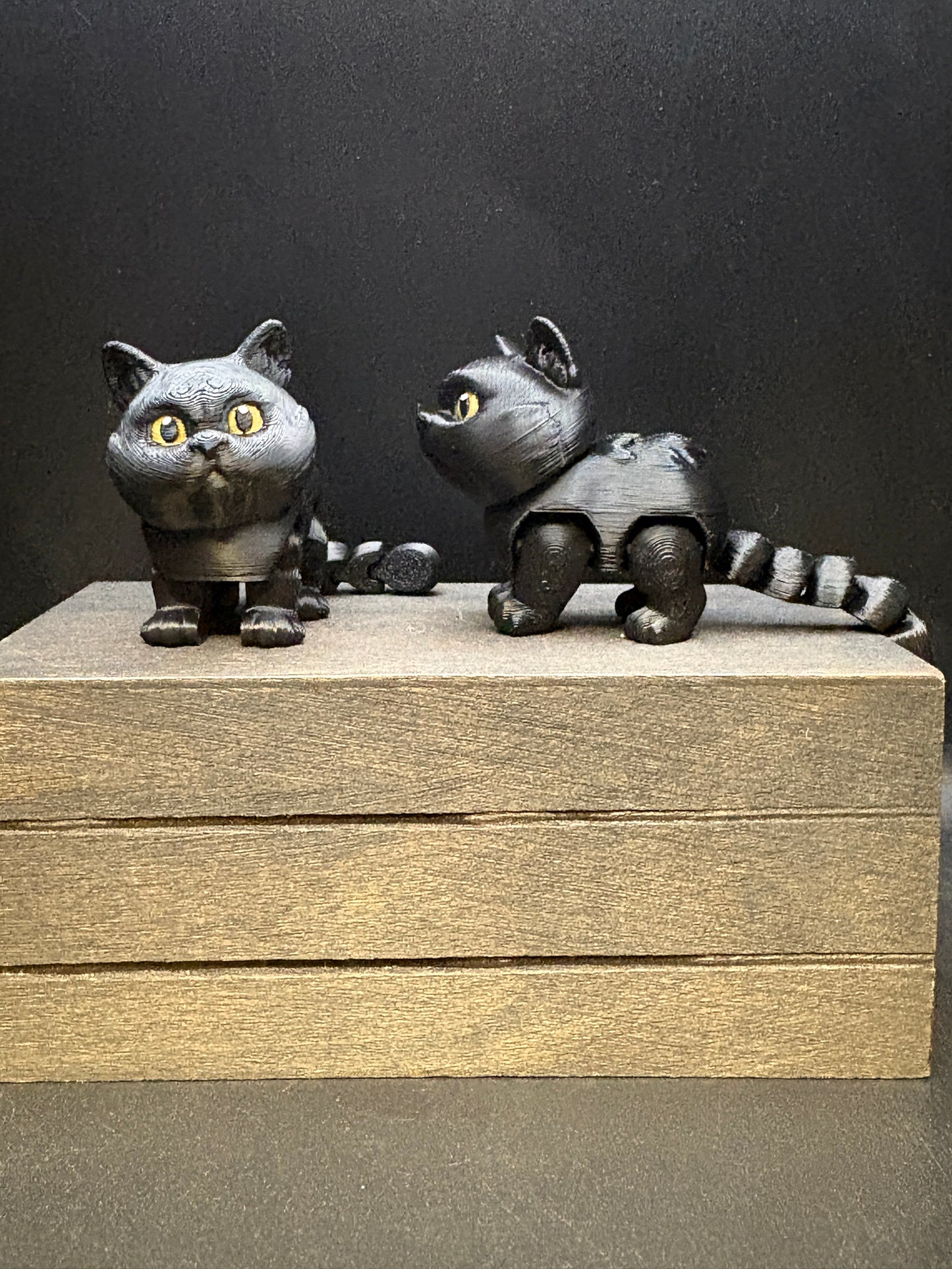 British Shorthair Cat