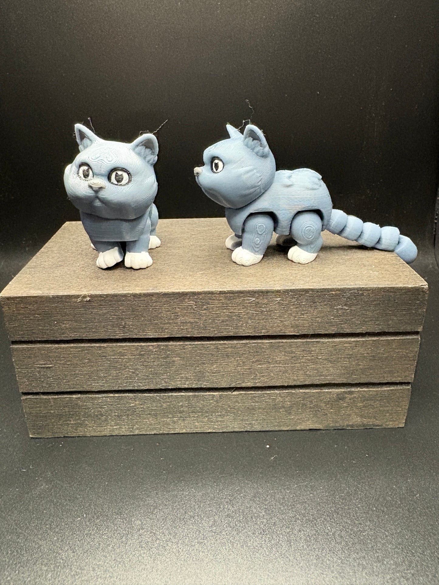 British Shorthair Cat